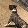 SOLA DE EL MIKE KENNEL