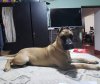 BANU
