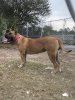 WHISKEY RIVER’S PRINCESA ELLIE