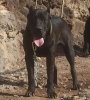SATAN DE ANAGA KENNEL