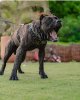 OSO DE CABEZA GRANDE