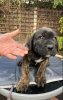WEST MIDS BRINDI