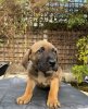 WEST MIDS COCO