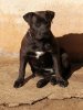 TROYA DE KING ZULU