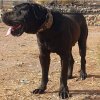 TOGO DE GLADIATOR CANARIO