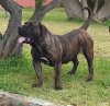 TOSCA