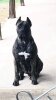 TALLULAH BLU DE STATELINE PRESA