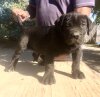 QUINTO DE KING ZULU