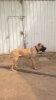 SOLDADO KAISER CHAJLLA PERRO DE PRESA