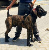 NUBLO CHAJLLA PERRO DE PRESA