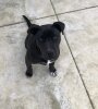 NALA DE BLACKSTONE