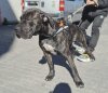 THOR II DE KING ZULU