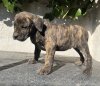 URSO DE KING ZULU
