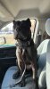 CANARY K9 KINGS KARDI
