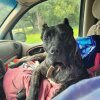 OSIRIS SEVEN SHARKY DINASTY KENNEL
