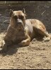 PRIDELANDERS NALA