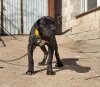 TANA DE GARROTE KENNEL