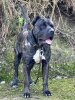 PANTERA DE CANCERBEROS KENNEL