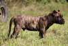 VINO ARDANZA OF PROPER K9