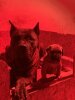 ZARA DEVIL'S BONE KENNEL
