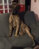 PERRO KANKAS