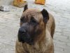 VESPER BALUARTE DE LOS PERROS