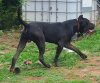 ZEUS PRESA DE GUERRA