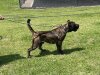KRONOS CHAJLLA PERRO DE PRESA