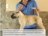 BRAVO KENNEL’S JITANO