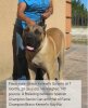 BRAVO KENNEL’S GOLIATH