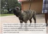 BRAVO KENNEL’S HAMMER