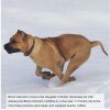 BRAVO KENNEL’S LOLA