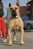 PERROS CANARIOS OROS CORA
