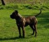 PERROS CANARIOS OROS AZURA