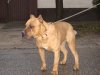 PERROS CANARIOS OROS BUCK