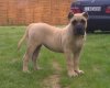 PERROS CANARIOS OROS D'ZELMIRA (MIRA)