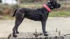 SK'S BAD JUJU OF RIOTRIVERMASTIFFS