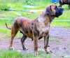 DAYSI DE CENTURIONES DE BERTI