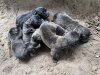 PRESA CANARIO DE LOS MORALES PUPPIES