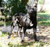 PERP WALK DE CABEZA GRANDE