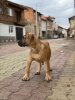 JAMAICA RULER OF THE ISLAND