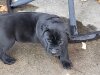 PERRO DE PRESA CANARIO