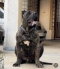 KOLOS