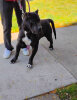 MADUSA DE PCRP KENNEL