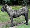 SASUKE DE STEARNS KENNEL