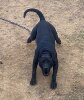 NOVA WESTSIDE KENNELS