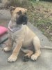 PERRO DE PRESA CANARIO