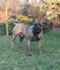 B-PHANTOM DARIA PRESA CANARIO