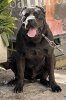 SāTO DE KING ZULU