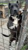 MALA SICILIA KENNEL
